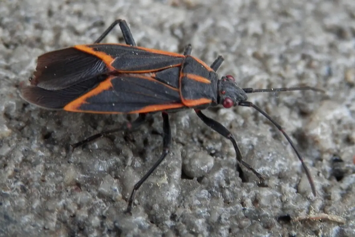 Eastern boxelder bug, black with red-orange markings