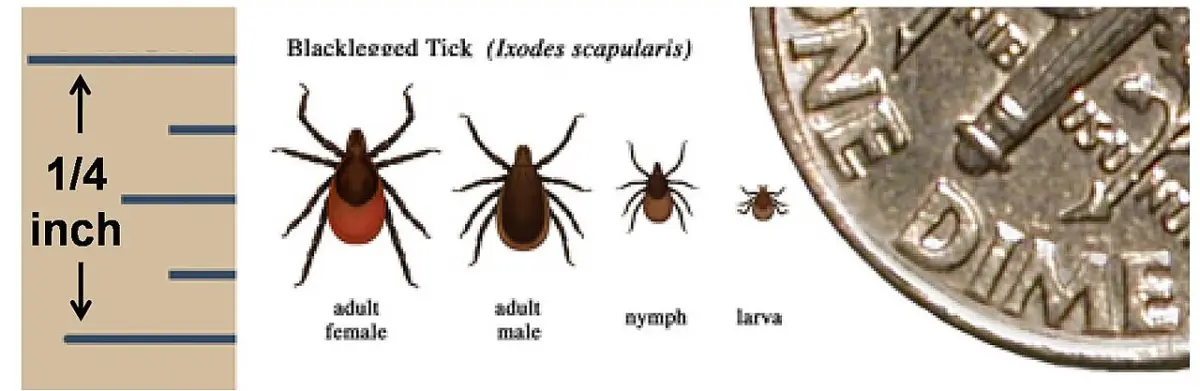Size comparison of blacklegged tick adult female, adult male, nymph and larva next to a dime
