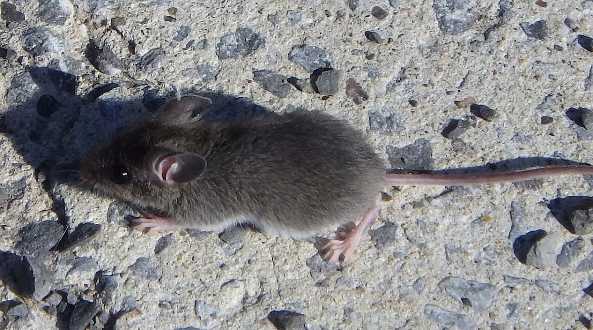 A house mouse on a wooden surface