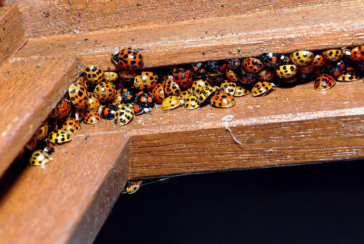 A cluster of Asian lady beetles packed into a gap in wood trim