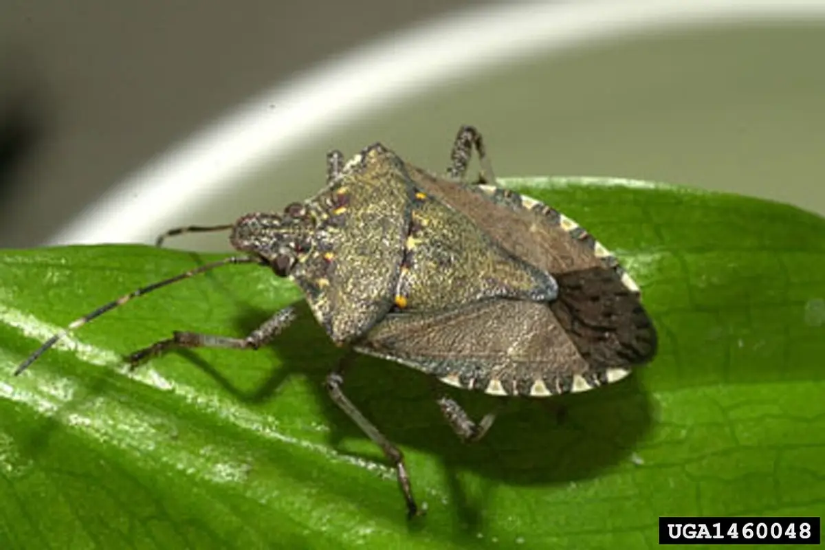 Brown marmorated stink bug on a leaf