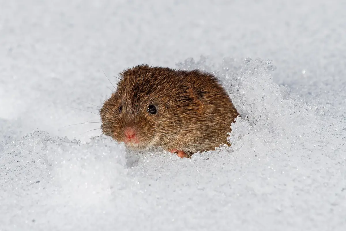 A meadow vole emerging from a runway tunnel in snow