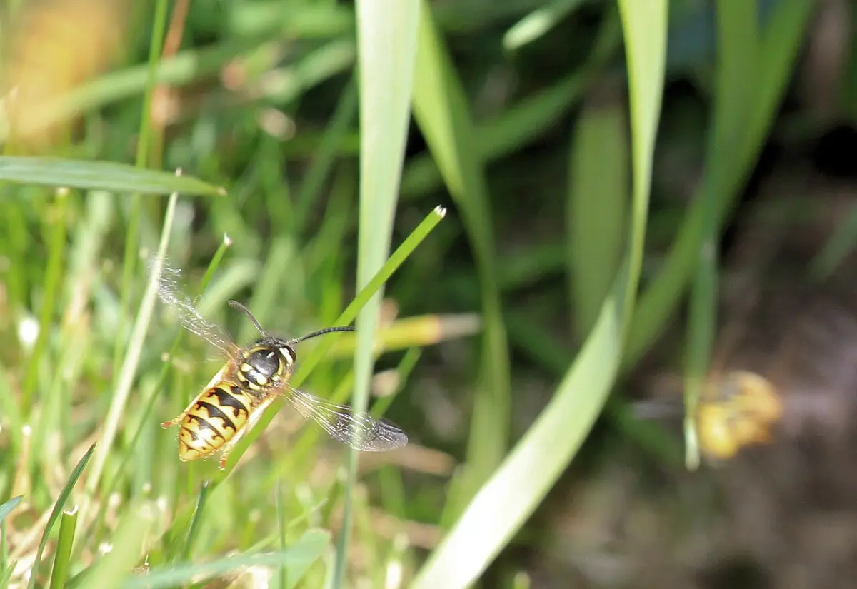 Eastern yellowjacket flying low over grass near a ground nest entrance