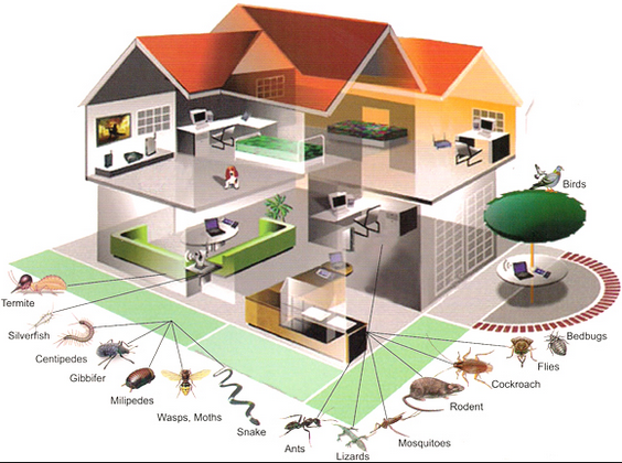 Types of House Pests