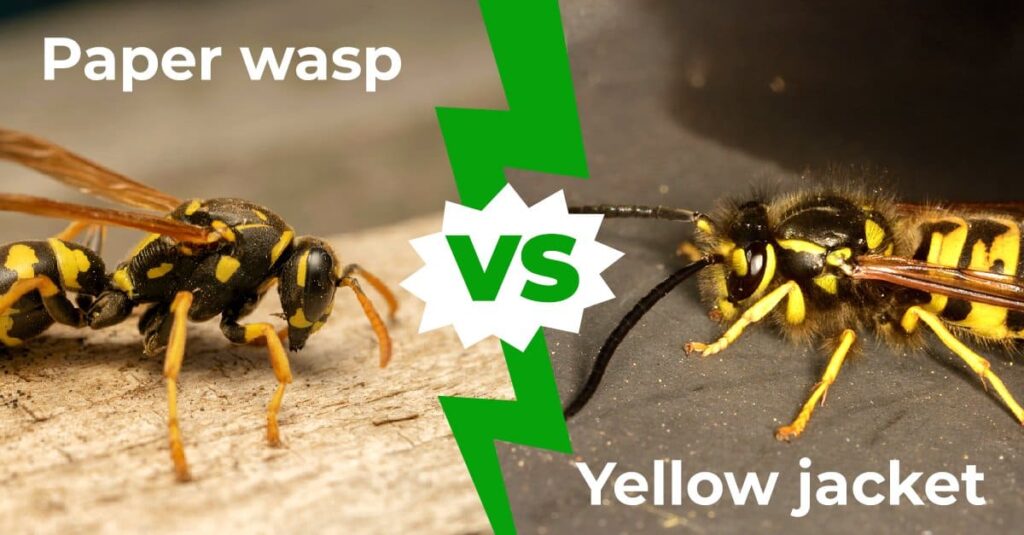 Yellow Jackets and Wasps in  Indiana
