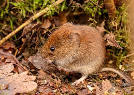 Mole & Vole in 