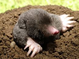 Mole & Vole in 
